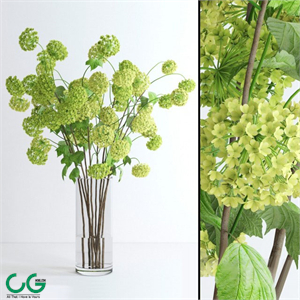 Viburnum